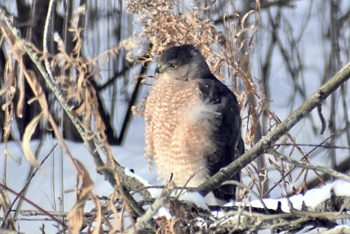 Cooper's Hawk - ML646907482