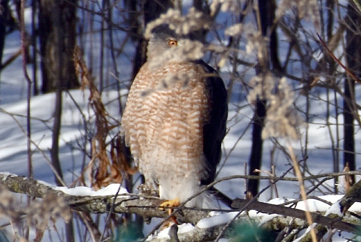 Cooper's Hawk - ML646907483