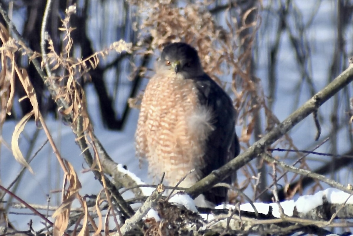 Cooper's Hawk - ML646907484