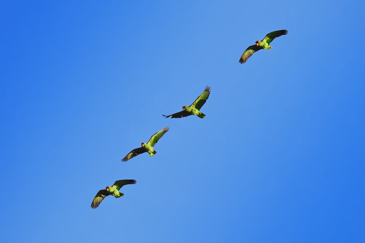 Red-crowned Amazon - ML646907485