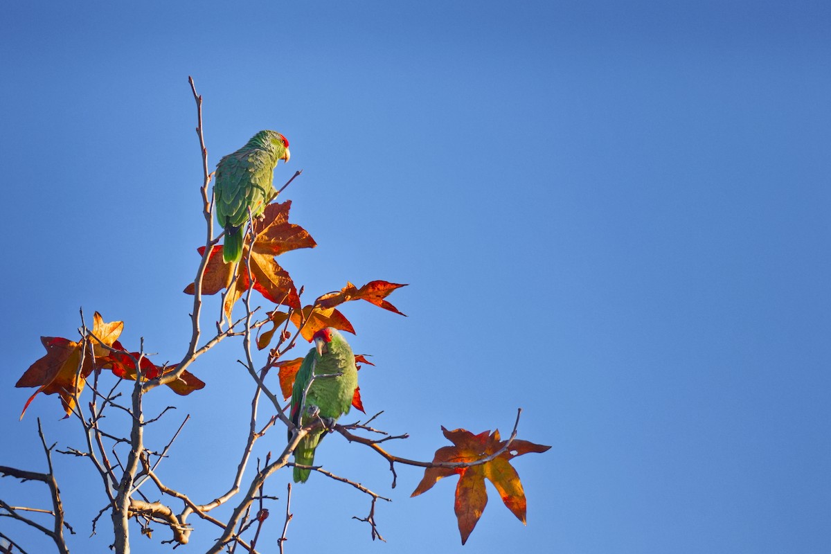 Lilac-crowned Amazon - ML646907486