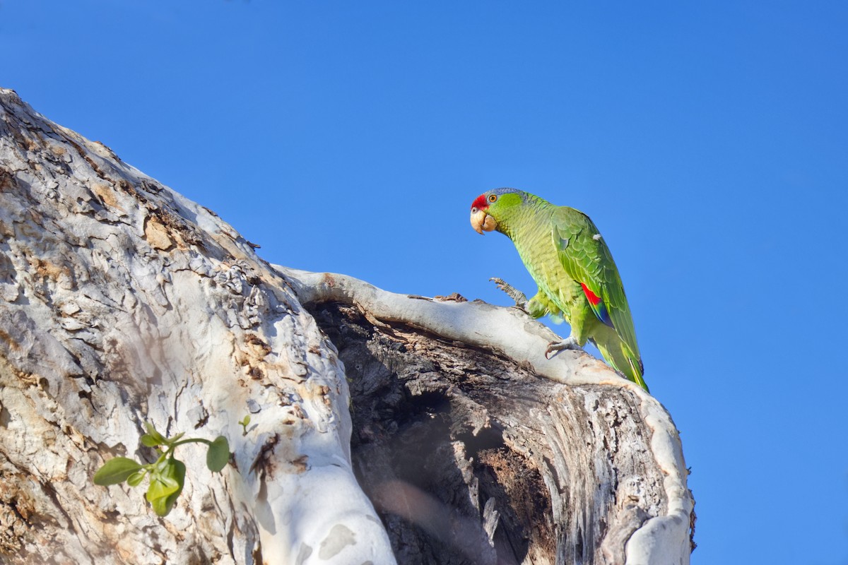 Lilac-crowned Amazon - ML646907487