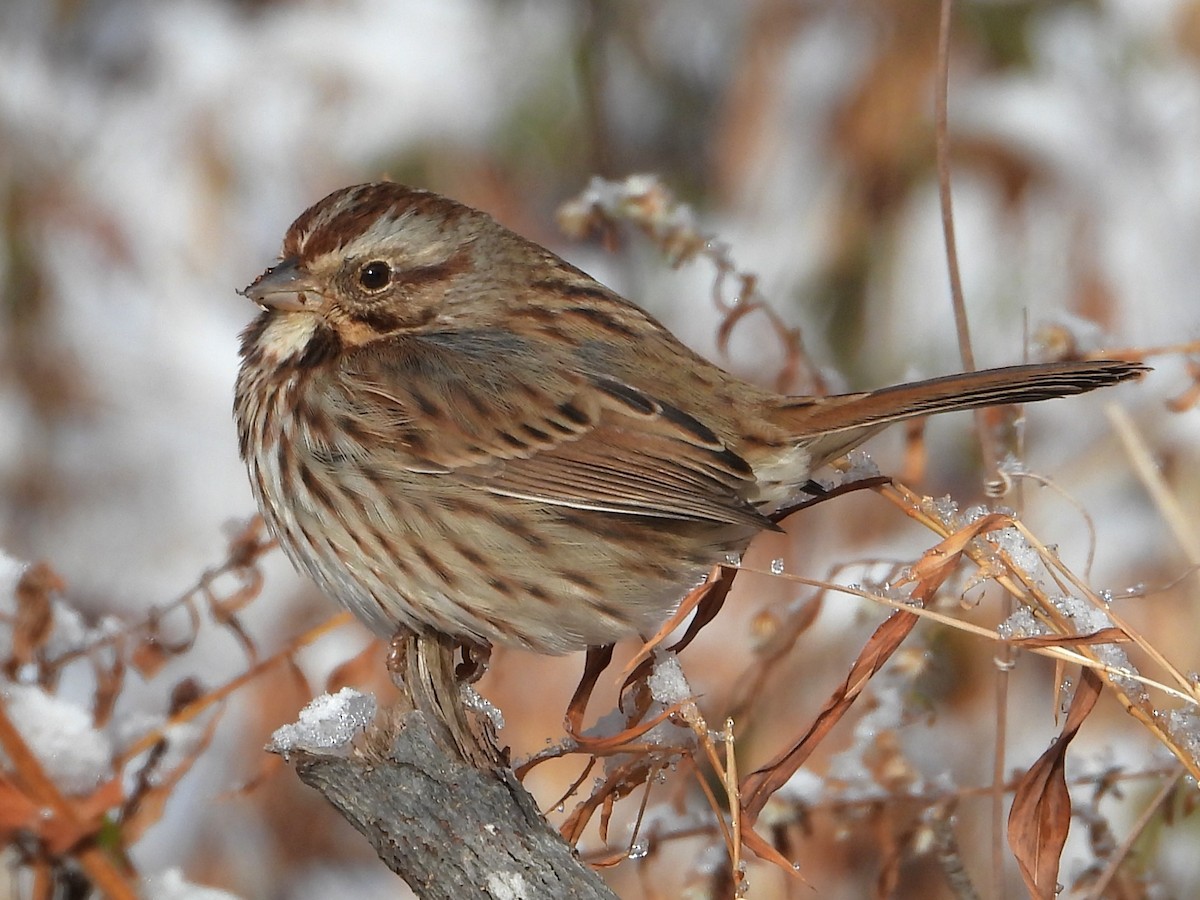 Song Sparrow - ML646907488