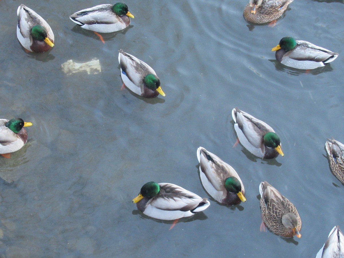 Mallard - ML646907489