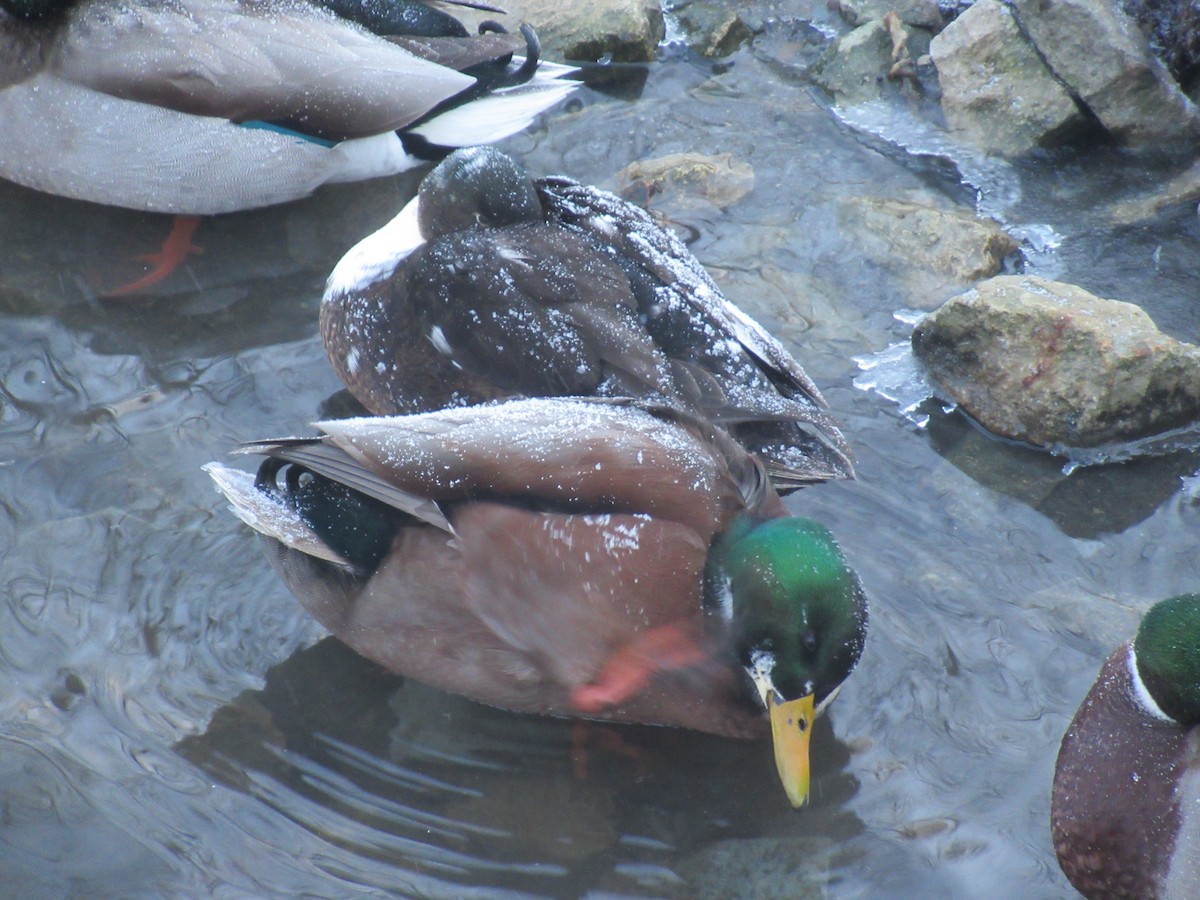 Mallard (Domestic type) - ML646907493