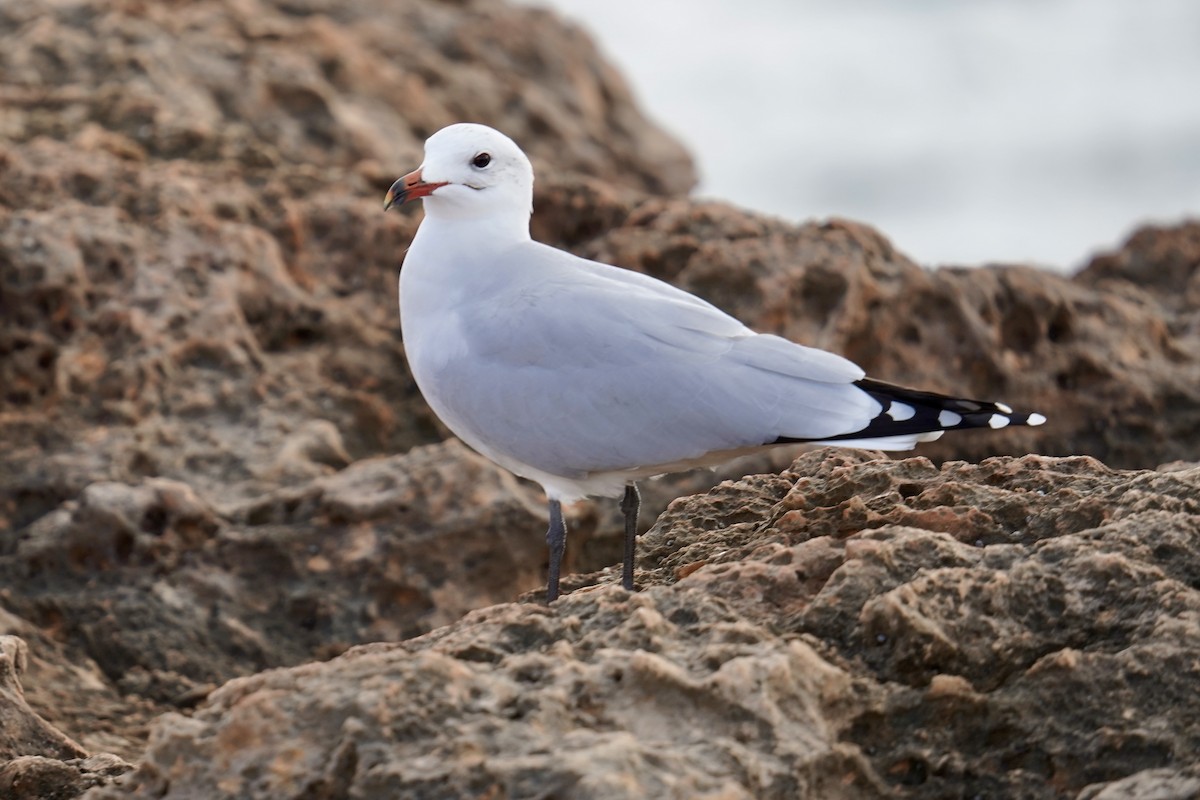 Audouin's Gull - ML646907494