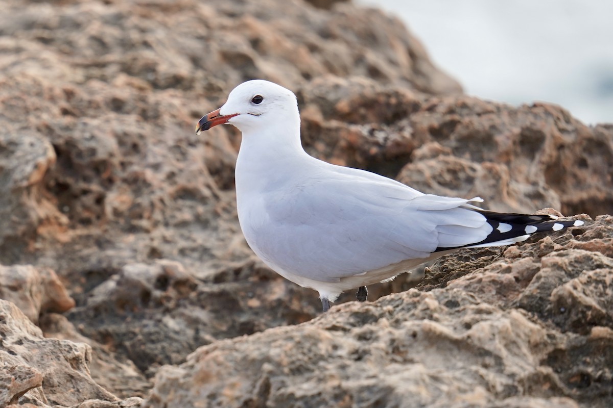 Audouin's Gull - ML646907495