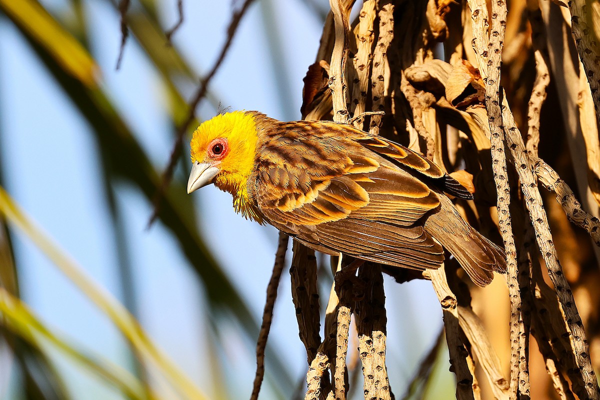 Sakalava Weaver - ML646907496