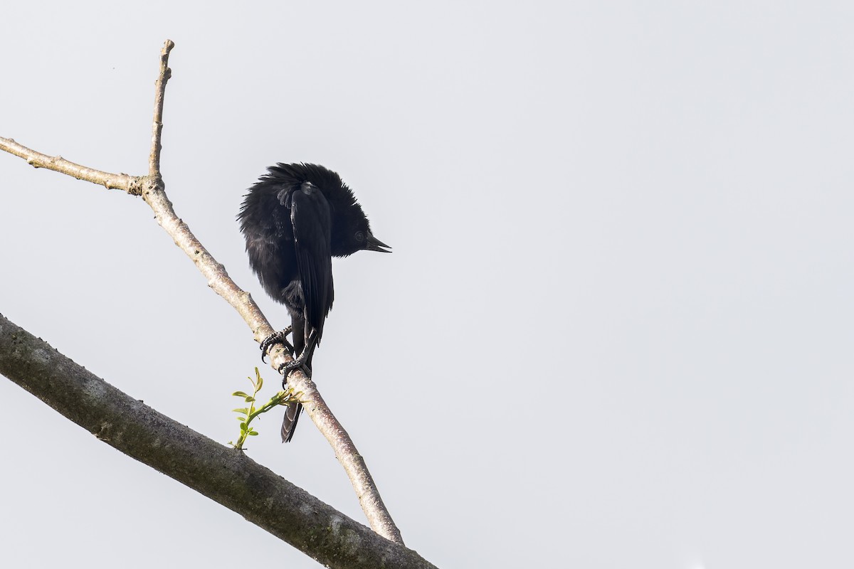 Forbes's Blackbird - ML646907497