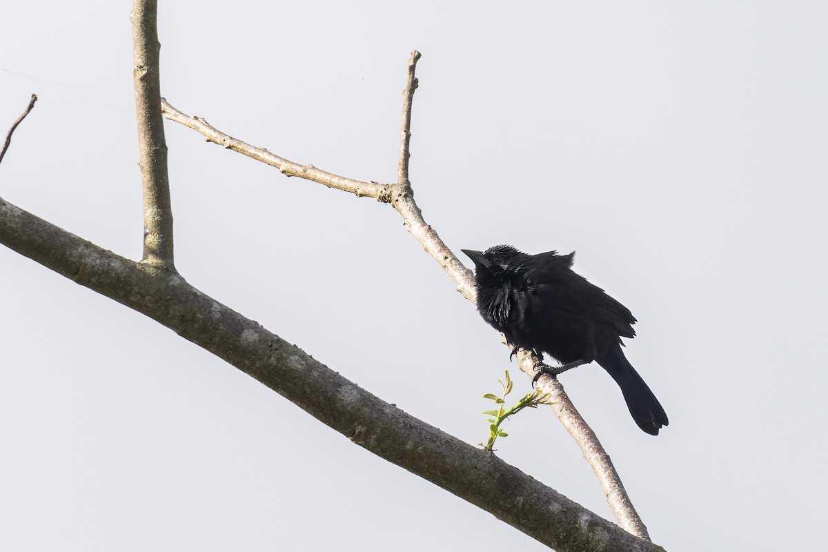 Forbes's Blackbird - ML646907498