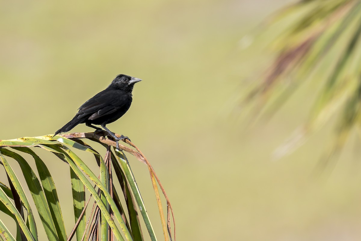 Forbes's Blackbird - ML646907499