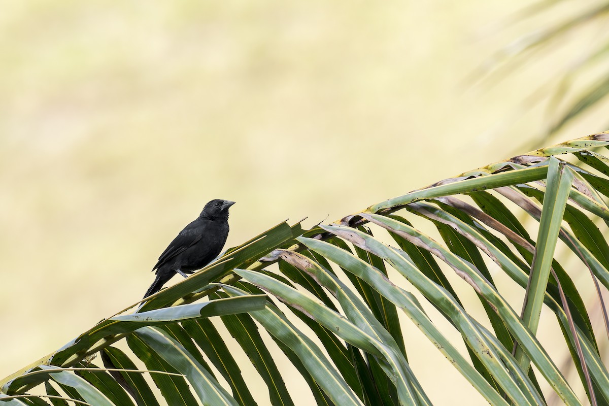 Forbes's Blackbird - ML646907500