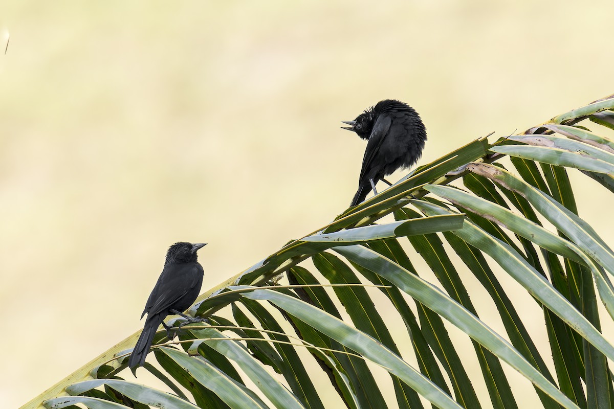 Forbes's Blackbird - ML646907501