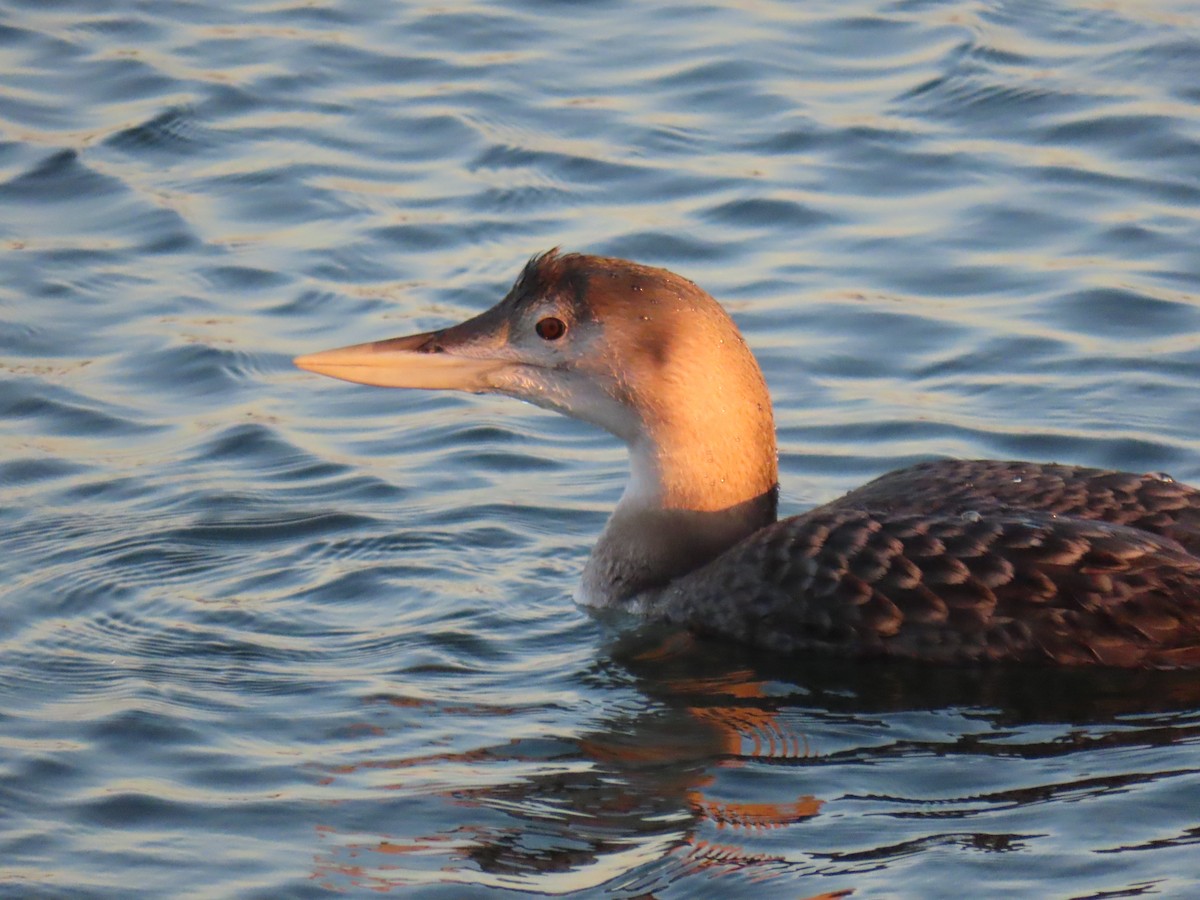 gulnebblom - ML646907502