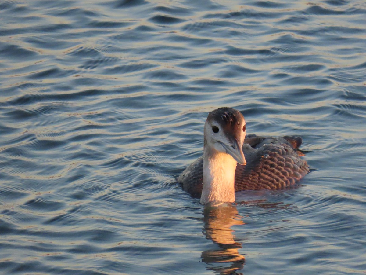 gulnebblom - ML646907503