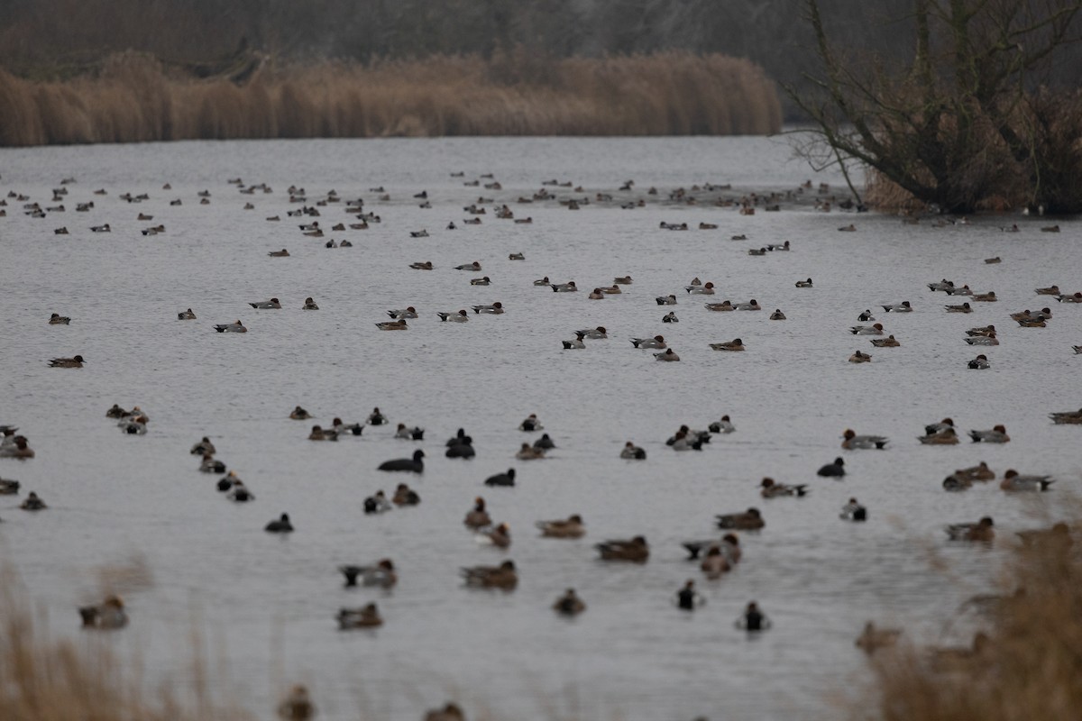 Eurasian Wigeon - ML646907514