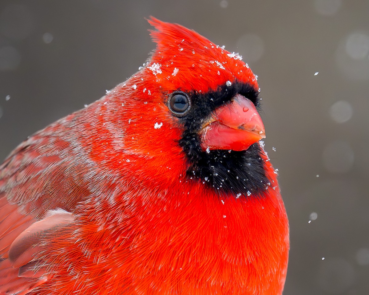 Cardinal rouge - ML646907515