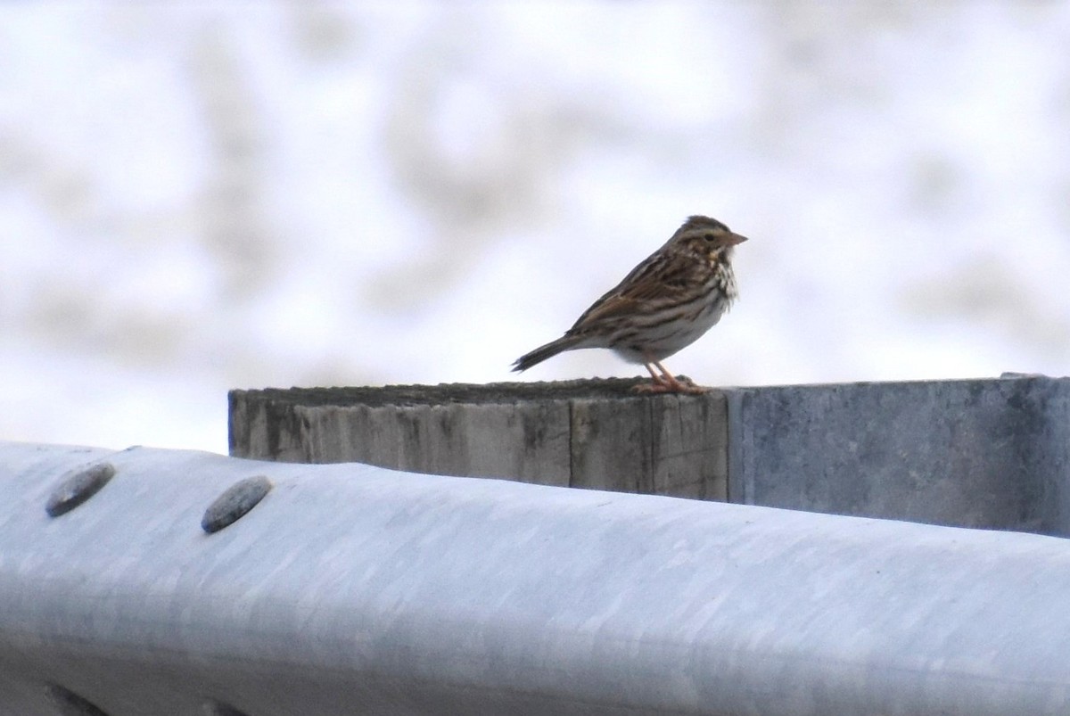 Savannah Sparrow - ML646907516