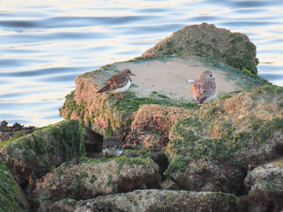 steinvender - ML646907535