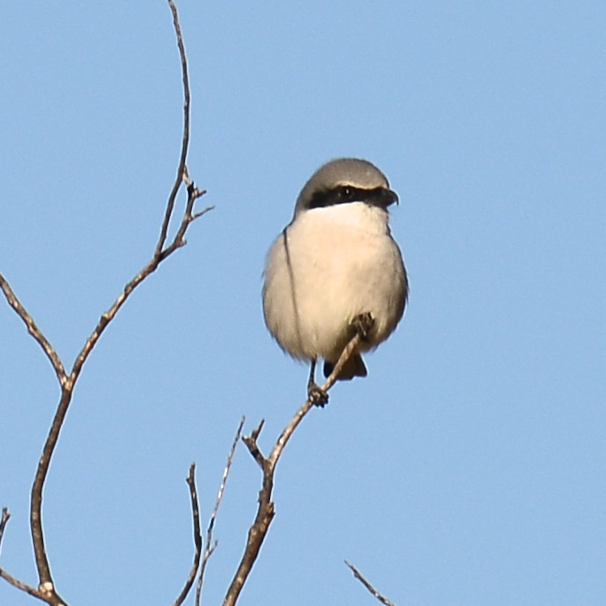 Amerika Örümcekkuşu - ML646907537