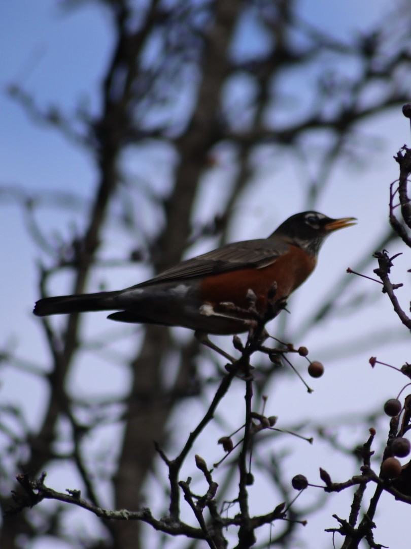 American Robin - ML646907539