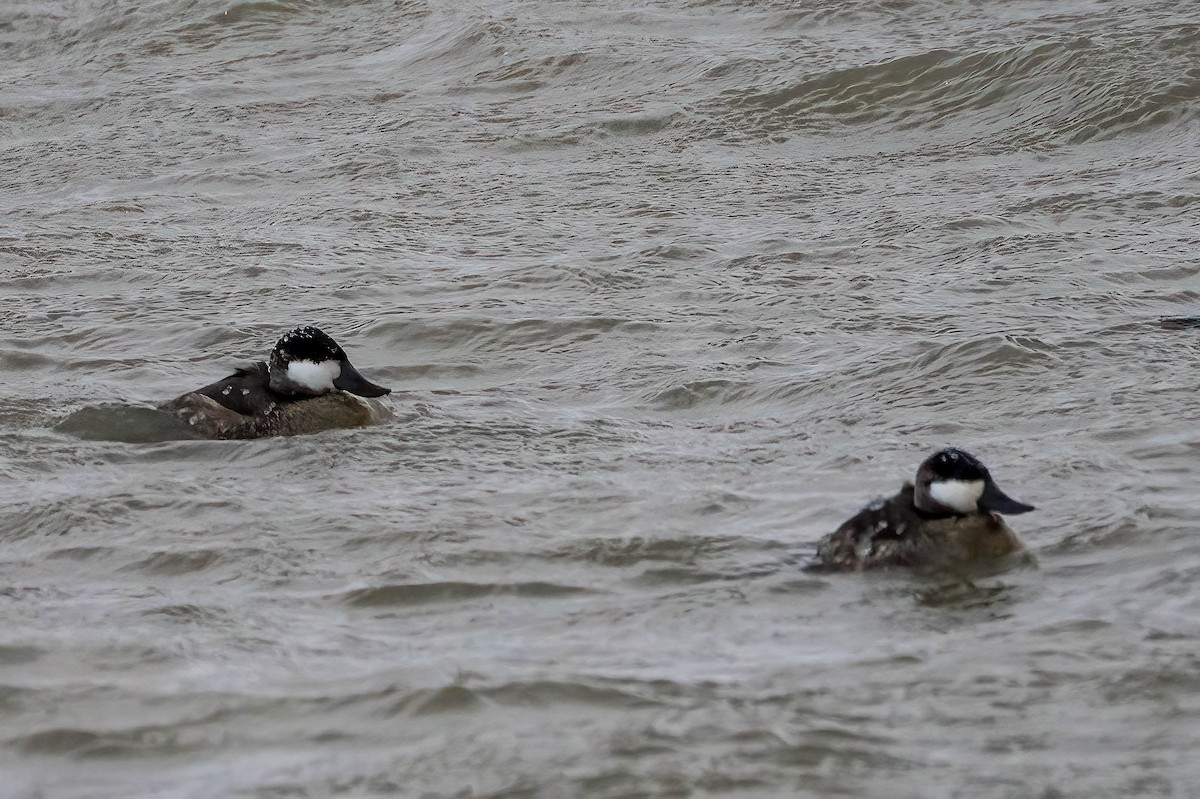 kachnice kaštanová - ML646907541