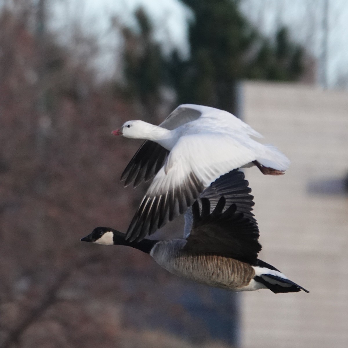 Zwergschneegans - ML646907543