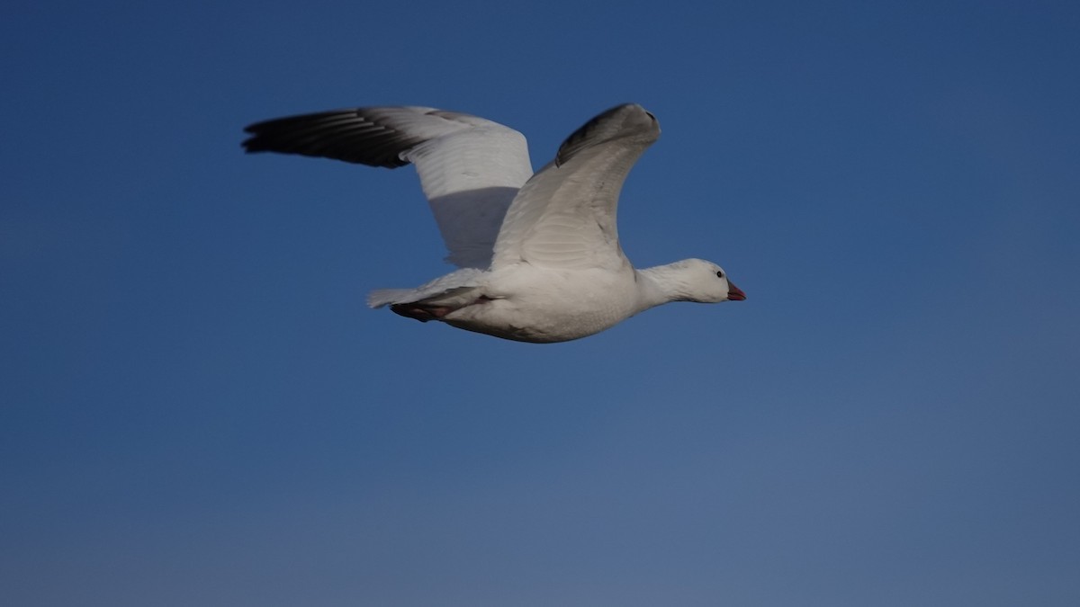 Zwergschneegans - ML646907544