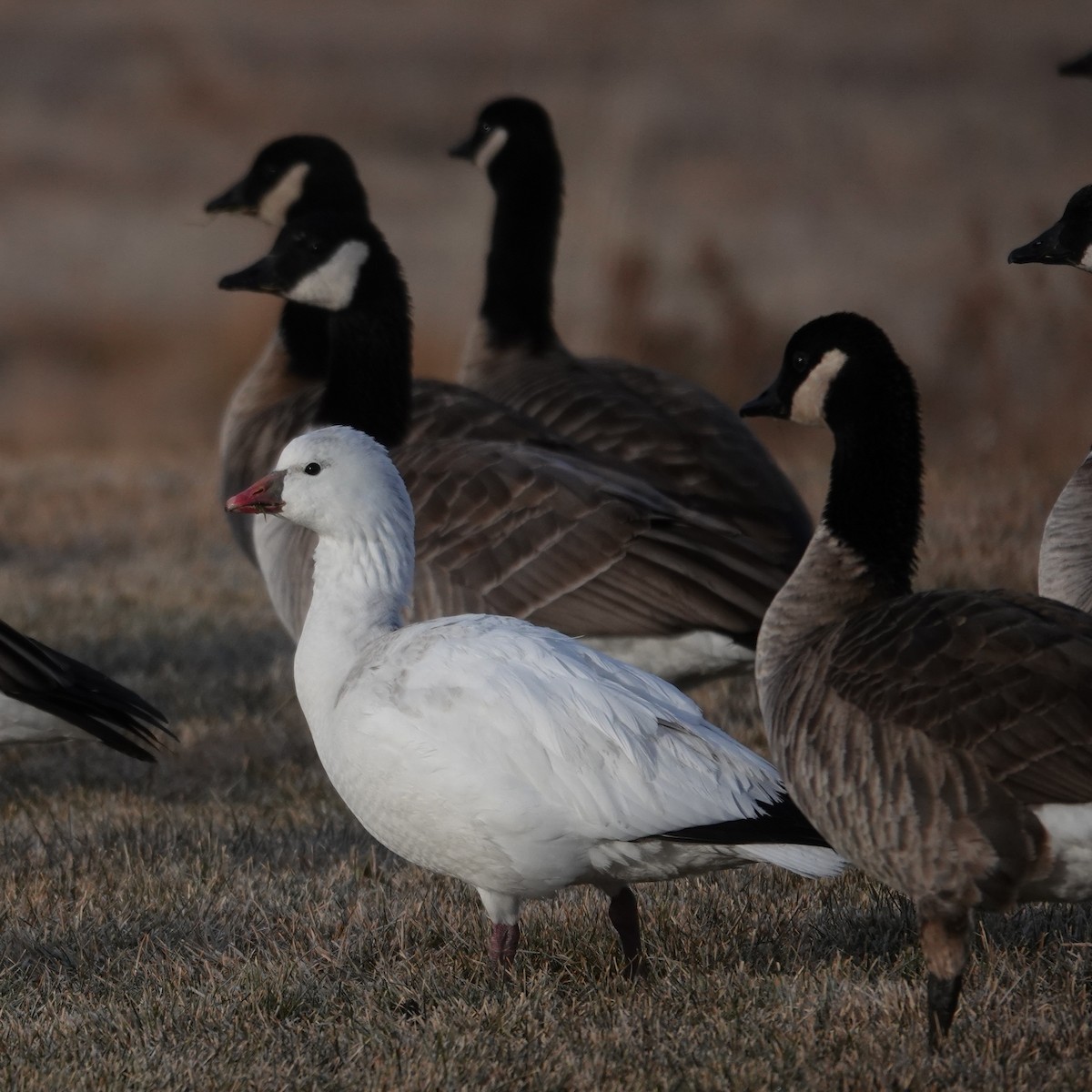 Zwergschneegans - ML646907545