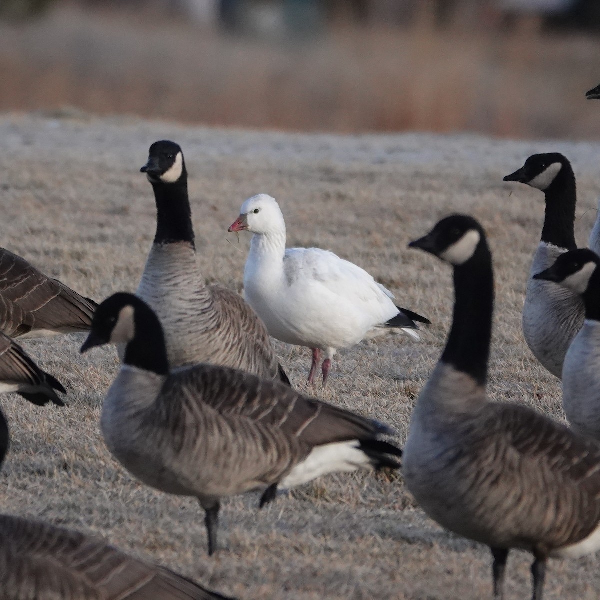 Zwergschneegans - ML646907546