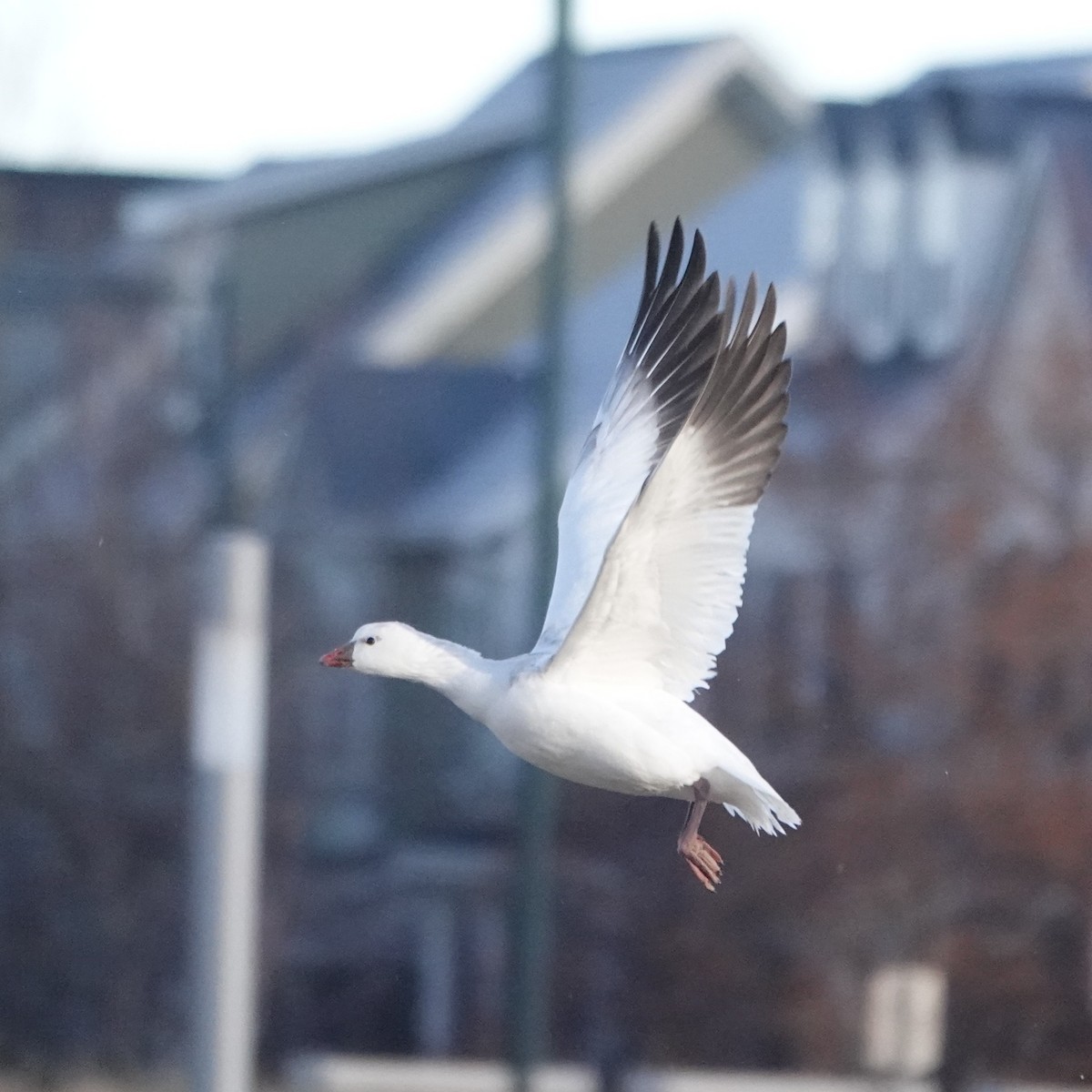 Zwergschneegans - ML646907547