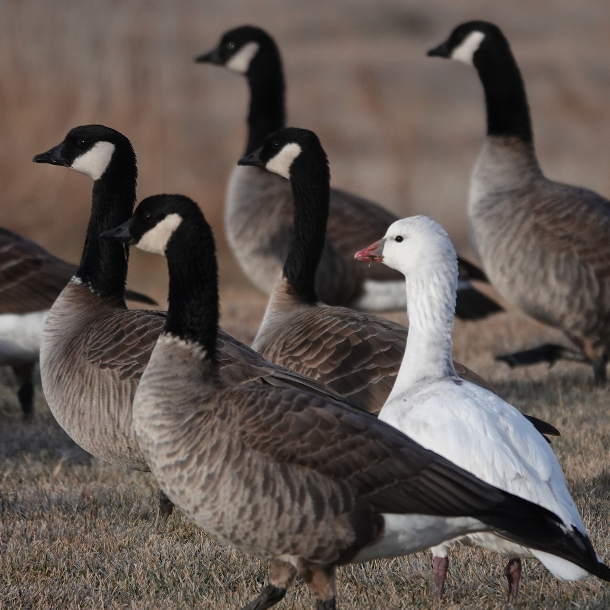 Zwergschneegans - ML646907548