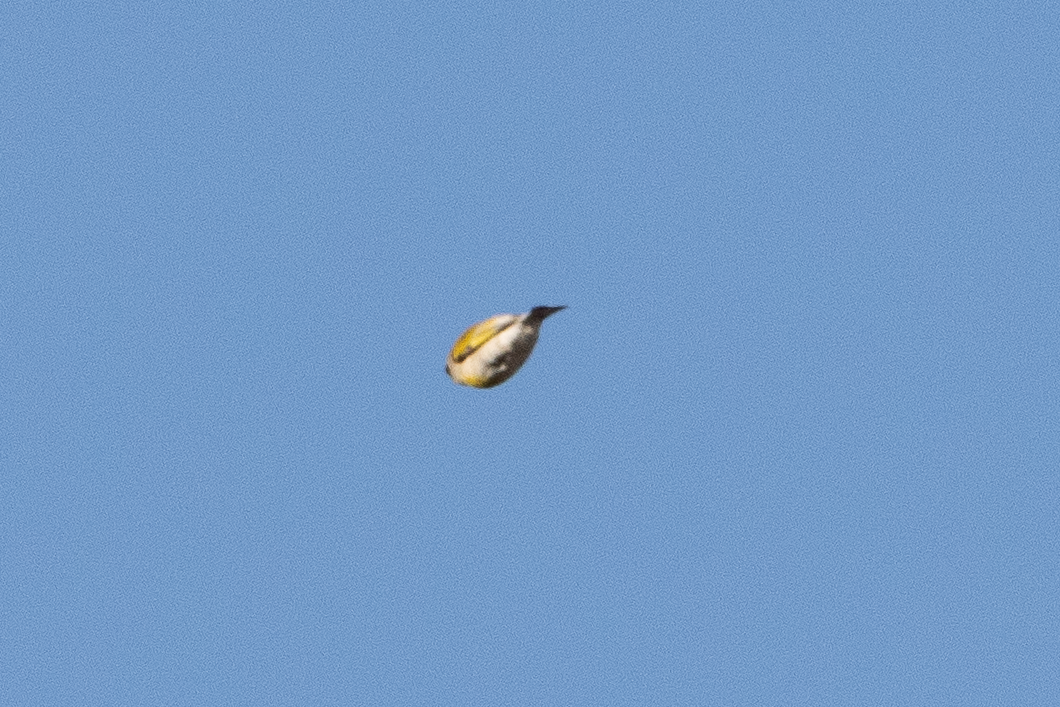 Lawrence's Goldfinch - ML646907551