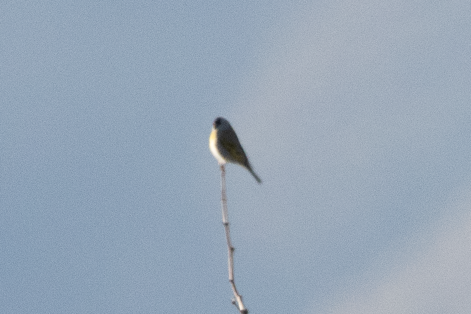 Lawrence's Goldfinch - ML646907552