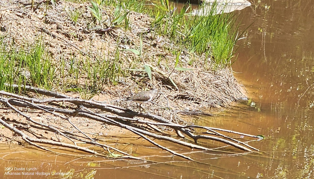 Solitary Sandpiper - ML646907553