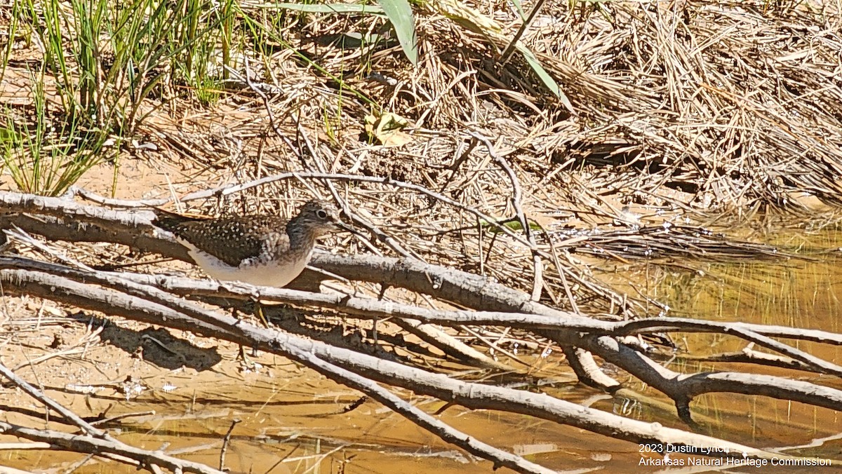 Solitary Sandpiper - ML646907554