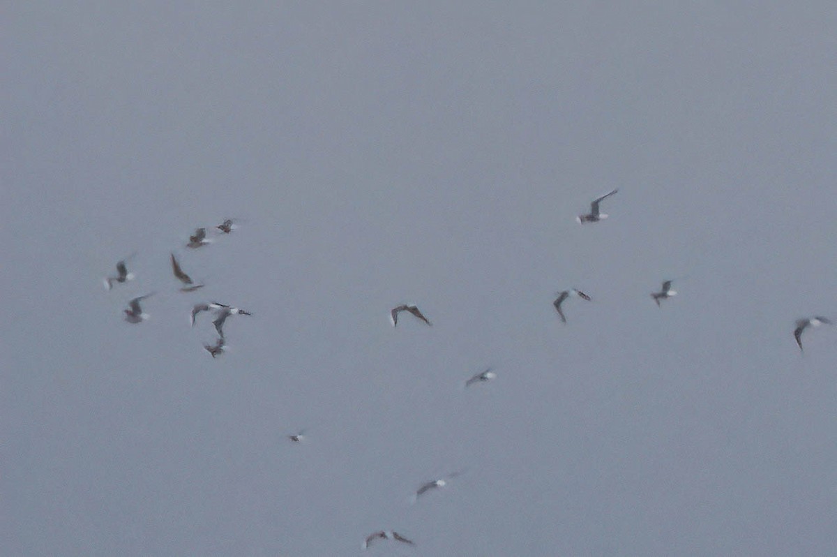 racek Bonapartův - ML646907556