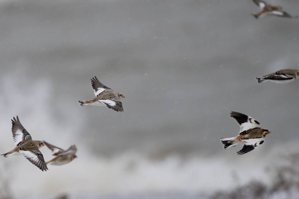 sněhule severní - ML646907562