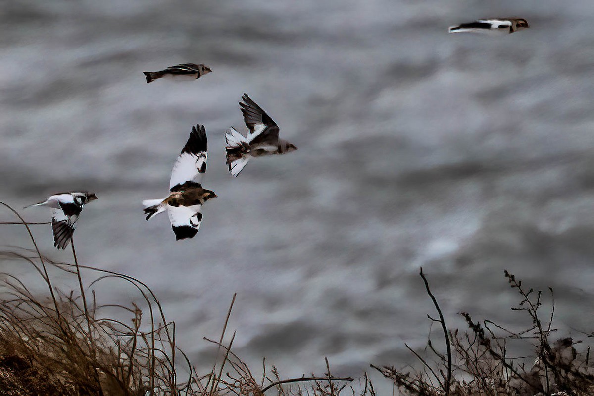 sněhule severní - ML646907563