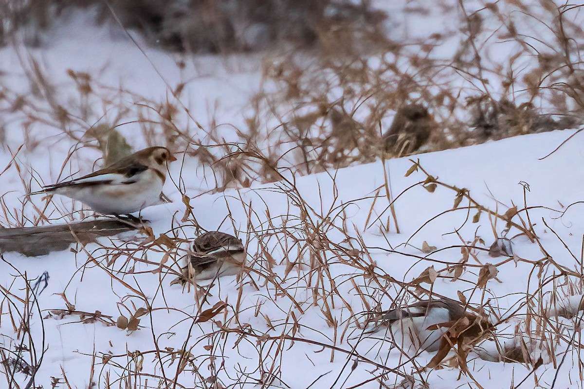 sněhule severní - ML646907564