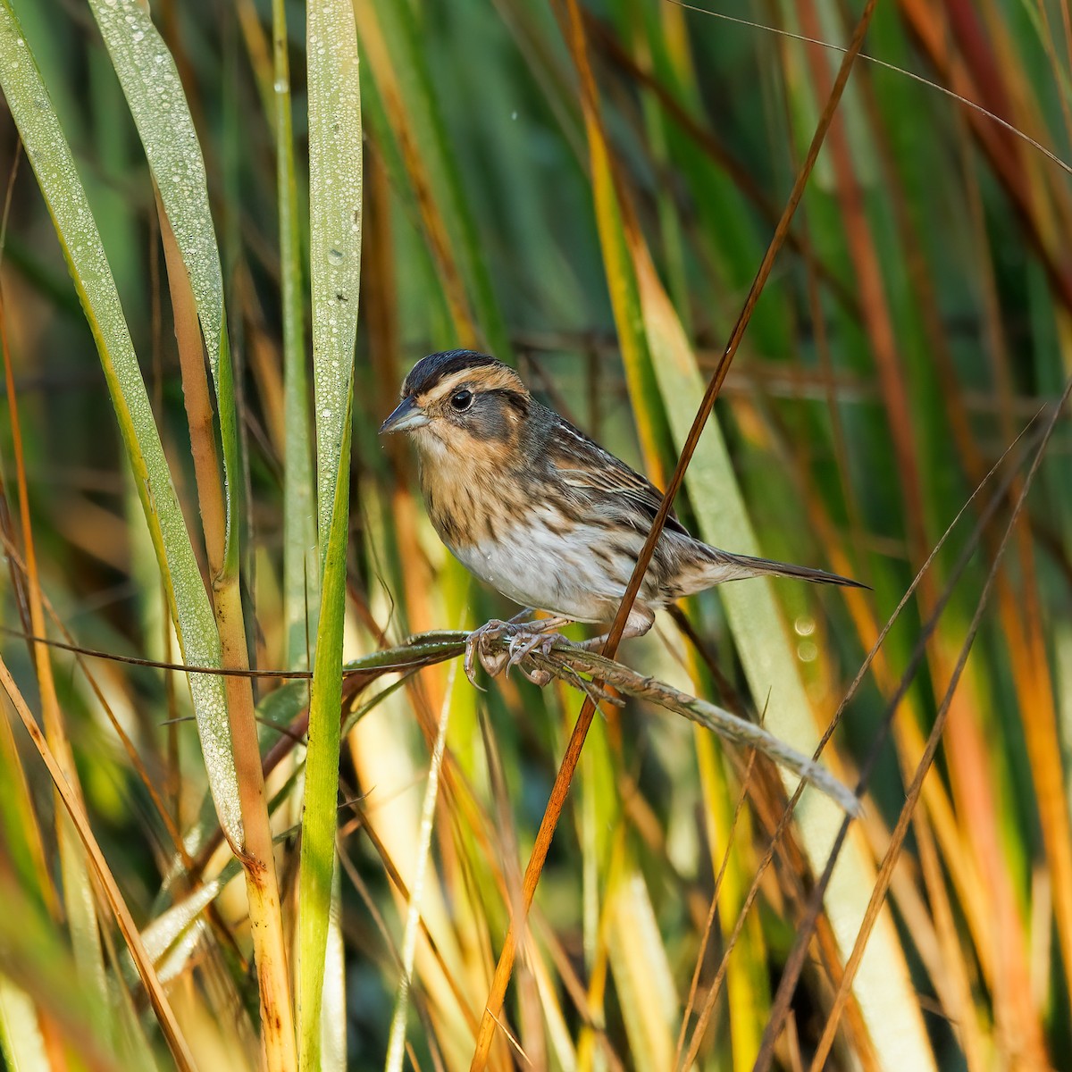 ネルソントゲオヒメドリ - ML646907566