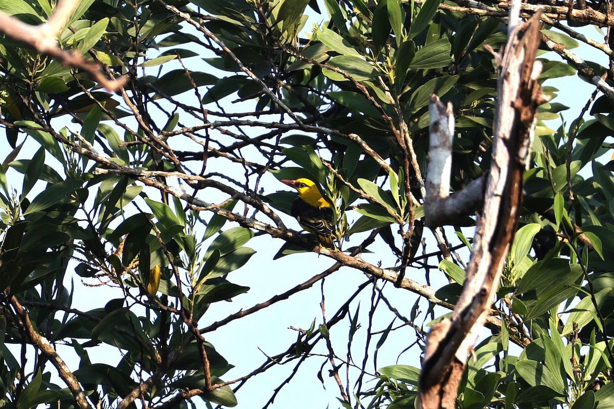 Indian Golden Oriole - ML646907567