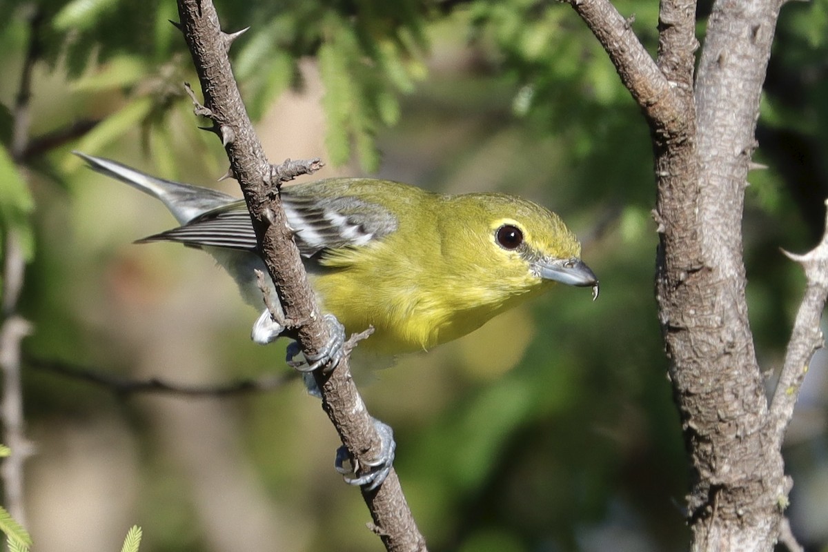 Yellow-throated Vireo - ML646907570