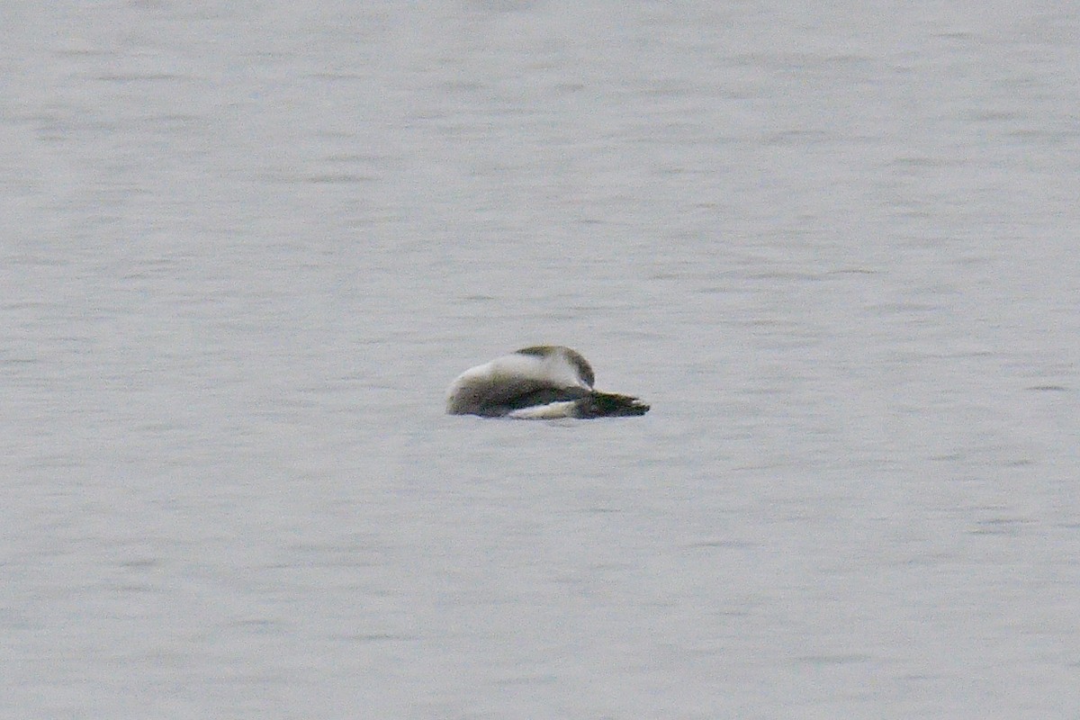 オオハム - ML646907574