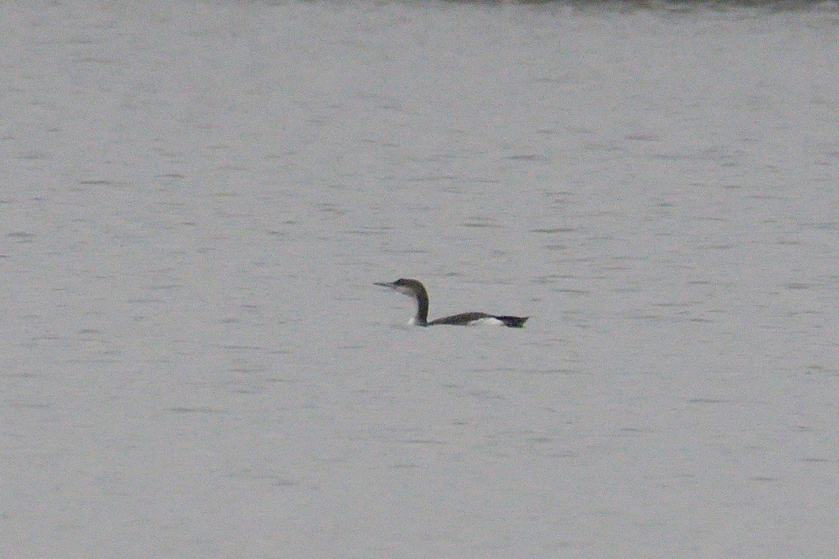 オオハム - ML646907576