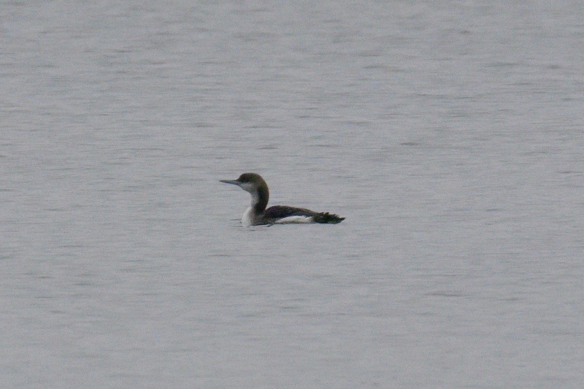 オオハム - ML646907578