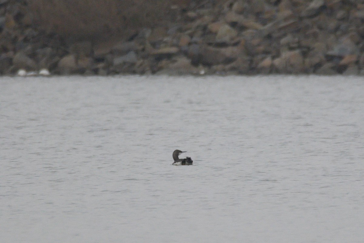 オオハム - ML646907579