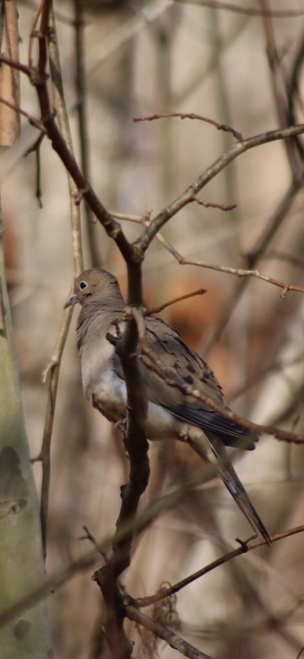 Mourning Dove - ML646907584