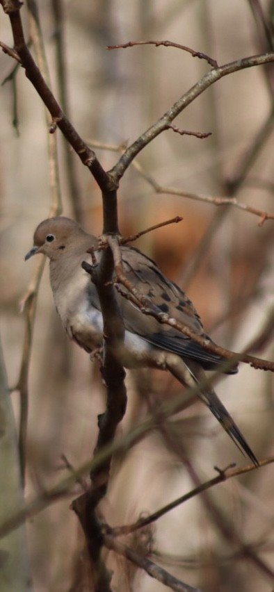 Mourning Dove - ML646907585