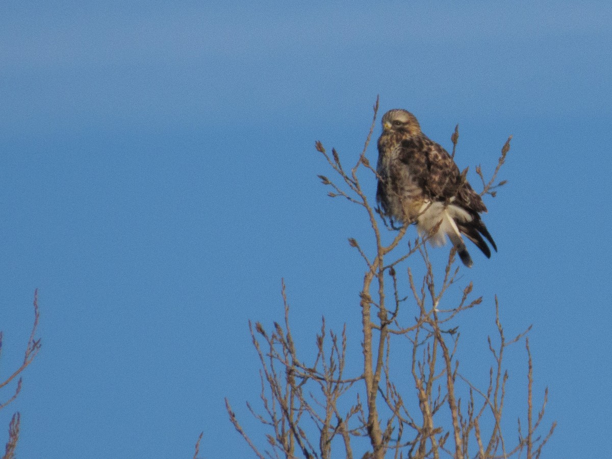 Rough-legged Hawk - ML646907589